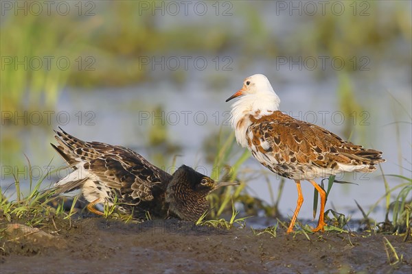 Ruff (Philomachus pugnax), mating behaviour, mating plumage, snipe birds, Ochsenmoor, Duemmer See