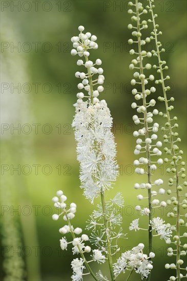 Lance primrose (Cimicifuga racemosa var.cordifolia), inflorescence, ornamental plant, North