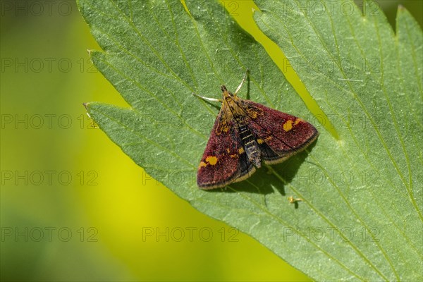 Pyrausta purpuralis (Pyrausta purpuralis), Emsland, Lower Saxony, Germany, Europe