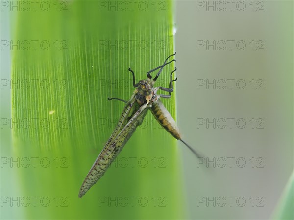 Dragonfly, rats, Styria, Austria, Europe