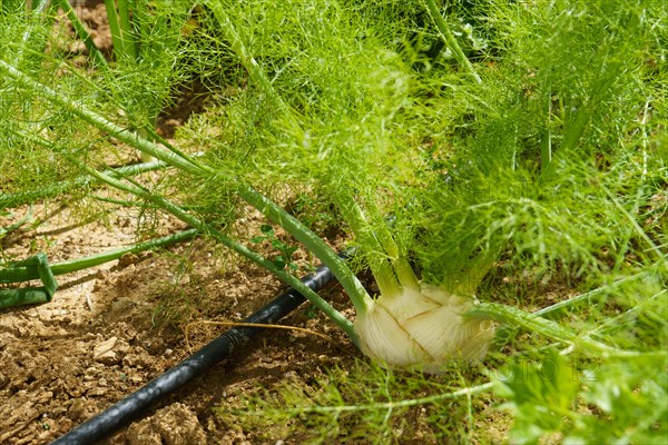 Healthy vegetables growing in garden, young green bulb of fennel plant