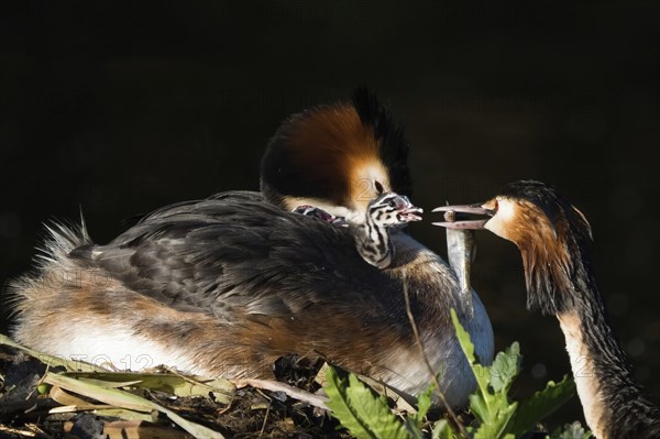 Great Crested Grebe (Podiceps scalloped ribbonfish) on the nest with two chicks, feeding scene,