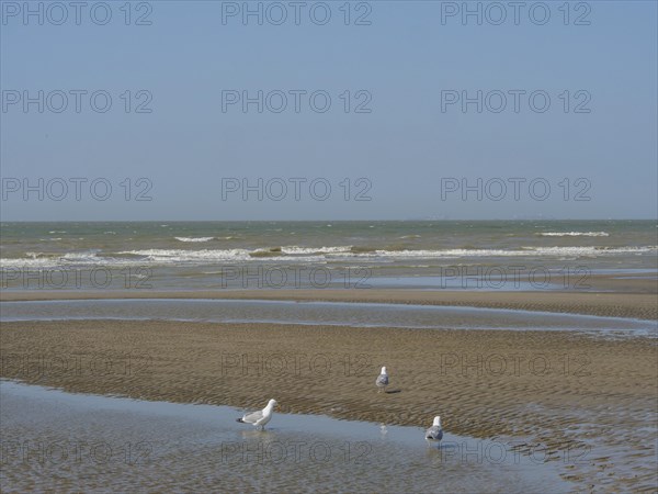Three seagulls standing at different distances on the beach near the sea, squabbling seagulls on a