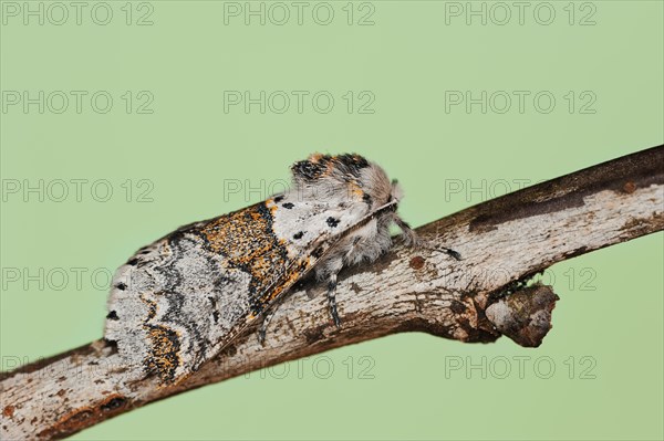 Sallow kitten moth (Furcula furcula), North Rhine-Westphalia, Germany, Europe