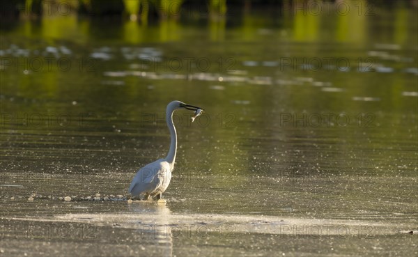 Great egret (Ardea alba), Hunting, Water, Fish, Lower Austria
