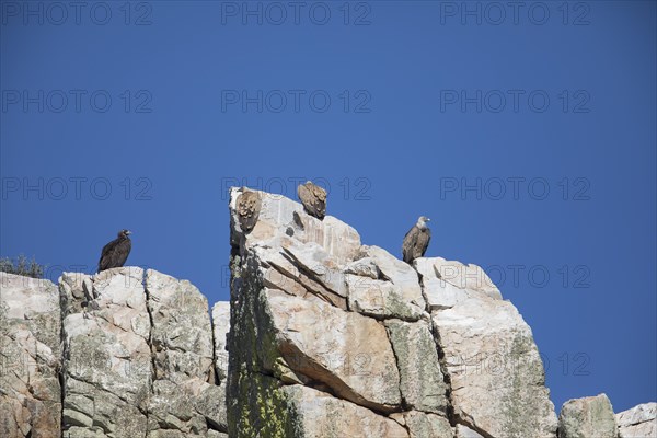 Griffon vulture (Gyps fulvus) and cinereous vulture (Aegypius monachus), Monfraguee National Park,