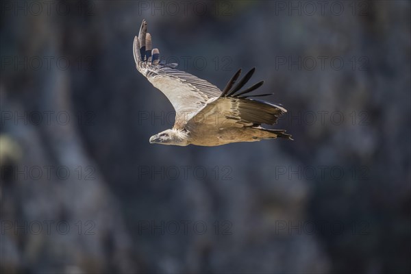Griffon vulture (Gyps fulvus), Monfraguee National Park, Extremadura, Castilla La Mancha, Spain,