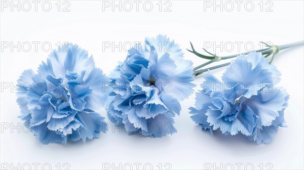Vibrant blue carnations with detailed petals lying on a flat surface