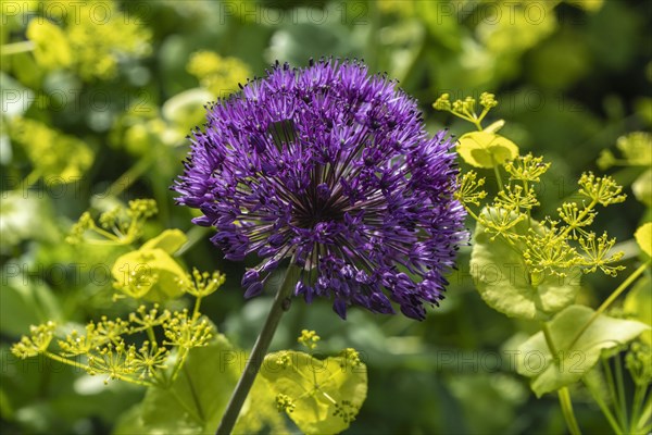Ornamental leek (Allium aflatuense Purple Splendour) and yellow umbel (Smyrnium perfoliatum),