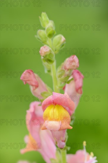 Common snapdragon (Antirrhinum majus), flowers, ornamental plant, North Rhine-Westphalia, Germany,