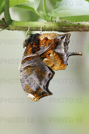 Butterfly 'Tiger Leafwing' (Consul fabius), captive, occurring in Central and South America