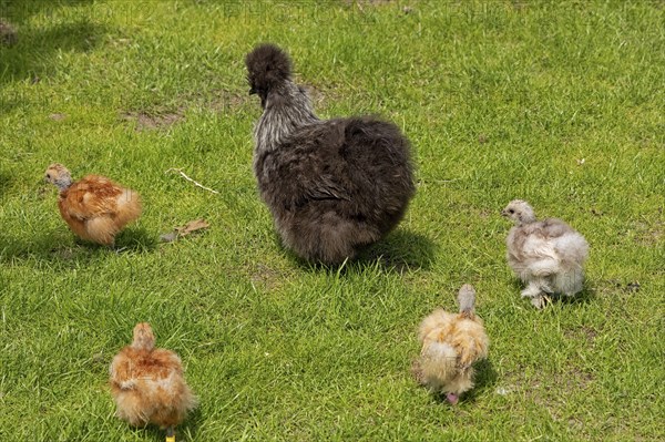 Silkie hen with chicks, Wittorf, Samtgemeinde Bardowick, Lower Saxony, Germany, Europe