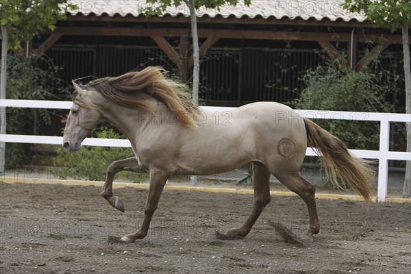 Andalusian, Andalusian horse, Antequerra, Andalusia, Spain, Europe