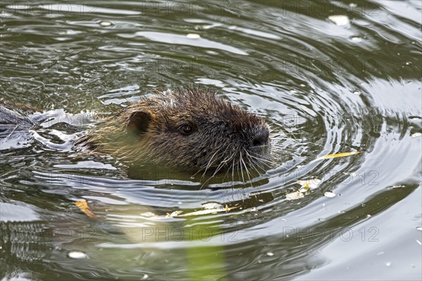 Nutria (Myocastor coypus) swimming, pond, Boizenburg, Mecklenburg-Vorpommern, Germany, Europe