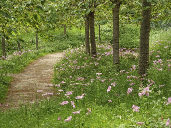 A winding path in a park surrounded by green bushes and pink flowers, small, winding path between