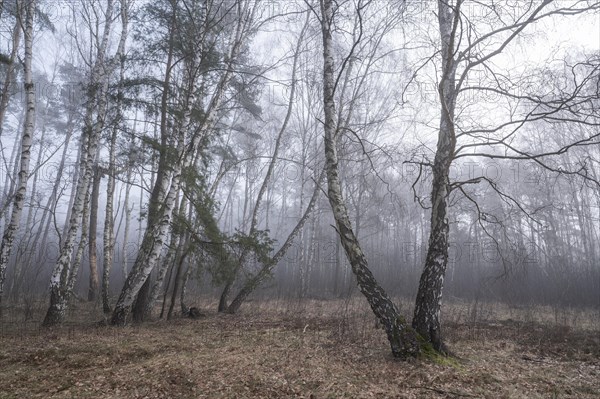 Downy birches (Betula pubescens) in winter in the fog, Lower Saxony, Germany, Europe