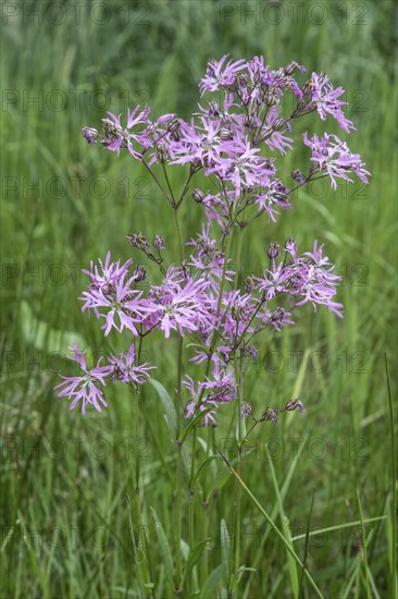 Cuckoo flower (Lychnis flos-cuculi), Emsland, Lower Saxony, Germany, Europe