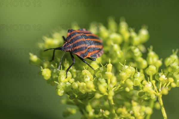 Italian striped bug (Graphosoma lineatum), Emsland, Lower Saxony, Germany, Europe
