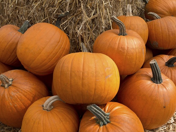 Fresh pumpkins on a pile of straw on an autumn day, many orange pumpkins at harvest time, borken,