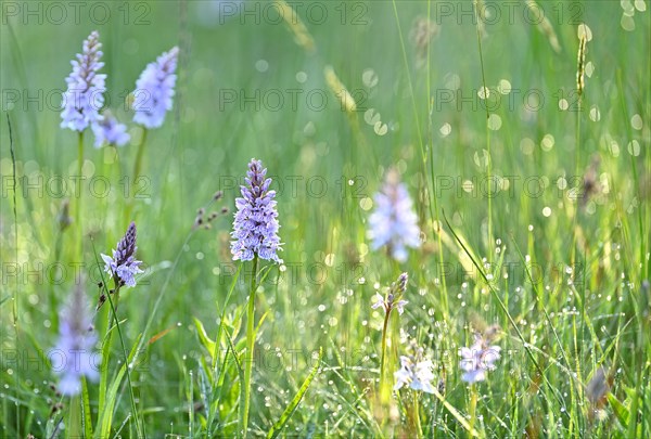 Moorland spotted orchid (Dactylorhiza maculata), flowering wild orchid, Lower Rhine, North