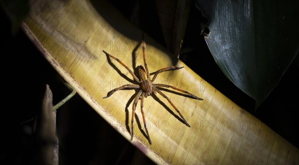 Red-legged comb spider or red-legged banana spider (Cupiennius cf. coccineus) sitting on a dry leaf