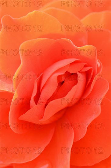 Tuberous begonia (Begonia x tuberhybrida), flower detail, ornamental plant, North Rhine-Westphalia,