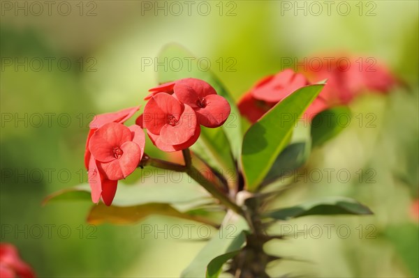 Crown of thorns (Euphorbia milii), flowers, native to Madagascar, ornamental plant, North