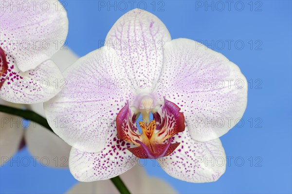 Butterfly orchid (Phalaenopsis), flower, houseplant, North Rhine-Westphalia, Germany, Europe