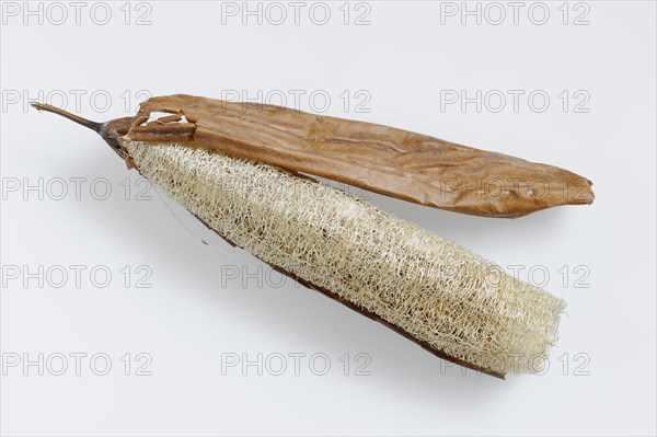 Sponge cucumber (Luffa aegyptiaca, Luffa cylindrica), fibrous interior of the ripe fruit, used as a