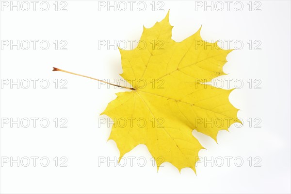 Norway maple or Norway maple (Acer platanoides), leaf in autumn on a white background