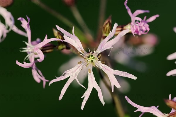 Ragged robin (Lychnis flos-cuculi), flower, North Rhine-Westphalia, Germany, Europe