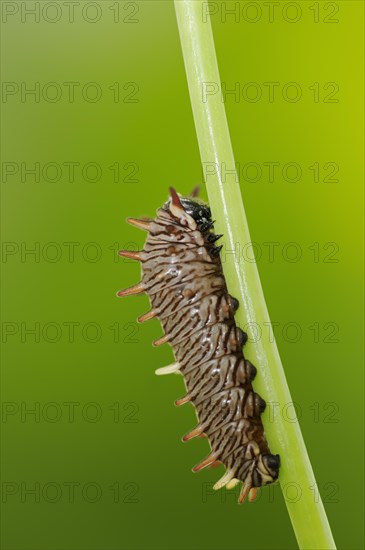 Polydamas Swallowtail or gold rim swallowtail (Battus polydamas), caterpillar, captive, occurrence