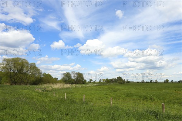 Meadow landscape with clouds on the southern shore of the Duemmer, inland lake, Huede, Lower