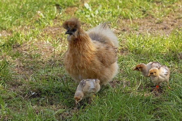 Silk hen with Wyandotte chick, hen, Wittorf, Samtgemeinde Bardowick, Lower Saxony, Germany, Europe