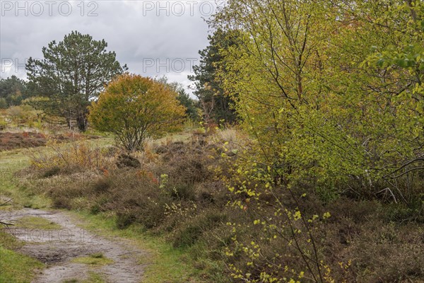 Autumnal forest path with colourful leaves and dense bushes, grasses and shrubs with trees and a