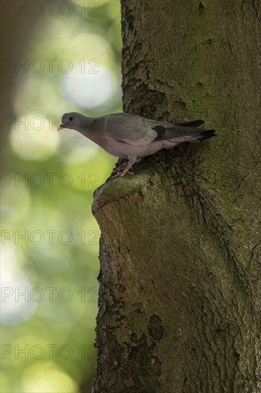 Stock Dove (Columba oenas), Emsland, Lower Saxony, Germany, Europe