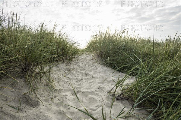 Marram grass (Ammophila arenaria) on dune and beach, Wadden Sea, Schillig, Wangerland, East Frisia,