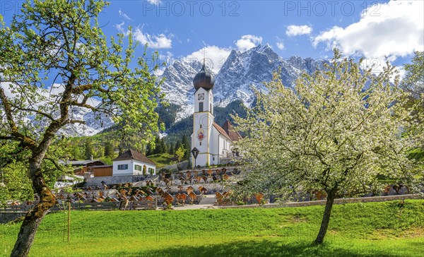 Spring meadow with blossoming trees and parish church in front of the Grosser Waxenstein 2277m in
