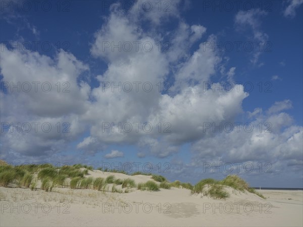 Sand dunes with tufts of grass under a blue sky with white clouds, sand dune with dune grass on a