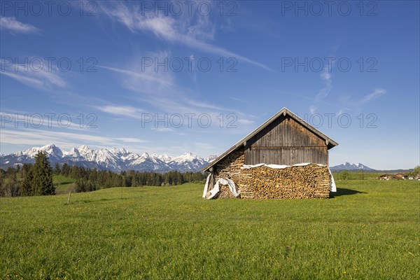 Wooden hut near Fuessen, woodpile, Allgaeu Alps, snow, meadow, Allgaeu, Bavaria, Germany, Europe
