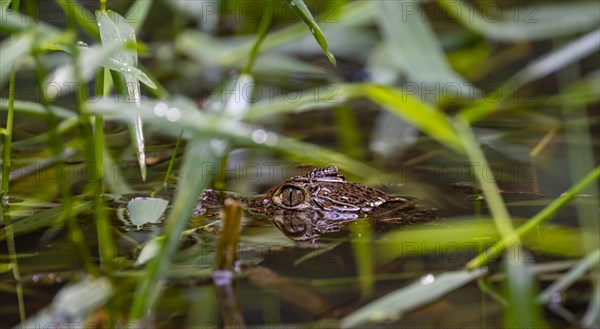 Northern spectacled caiman (Caiman crocodilus) lying in the water, with head above water, juvenile,