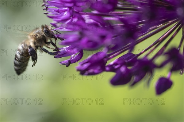 Honey bee (Apis mellifera) on ornamental leek (Allium aflatuense), Emsland, Lower Saxony, Germany,