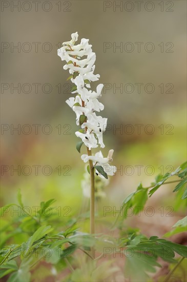 Hollow larkspur (Corydalis cava), white flowering, North Rhine-Westphalia, Germany, Europe