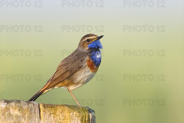 White-starred bluethroat (Luscinia svecica cyanecula), male, sitting on wooden fence post,