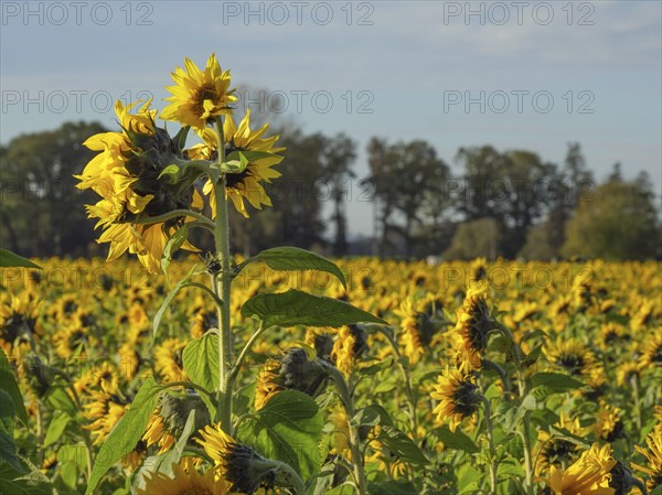 Field of sunflowers under a clear sky, yellow blossoms stand out against the green foliage and blue