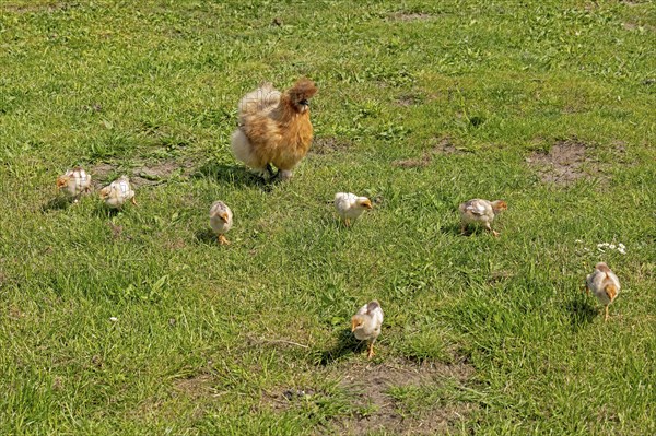 Silk hen with Wyandotte chick, hen, Wittorf, Samtgemeinde Bardowick, Lower Saxony, Germany, Europe