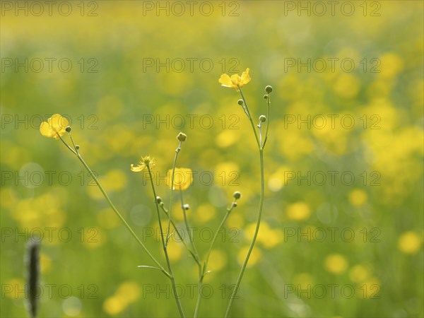 Meadow with tall buttercups (Ranunculus acris), buttercup, common buttercup, near Irdning, Ennstal,