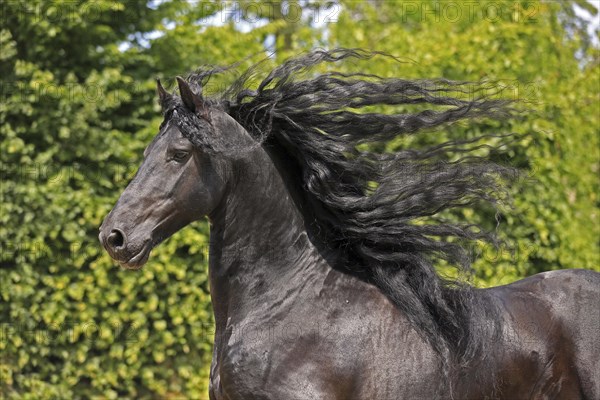Friesian, Friesian horse, Mane