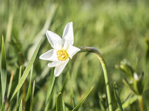 Star narcissus (Narcissus radiiflorus), near Irdning, Ennstal, Styria, Austria, Europe