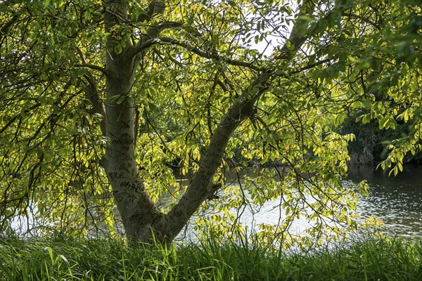 Tree on the bank, Boize, Boizenburg, Mecklenburg-Vorpommern, Germany, Europe